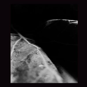 PLANTED; NOTBURIED (ACAPELLA PRACTICE MEDITATION)