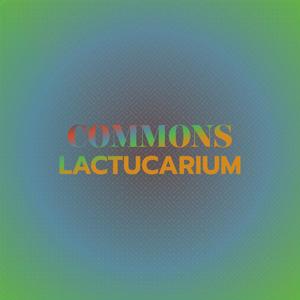 Commons Lactucarium