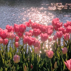 梁山伯与茱丽叶