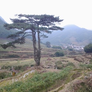 老师老师我爱您