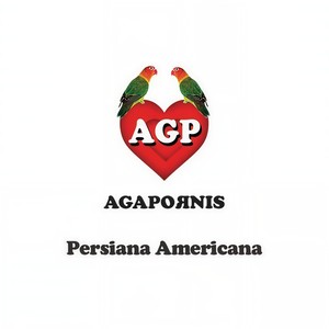 Agapornis - Someone Like You