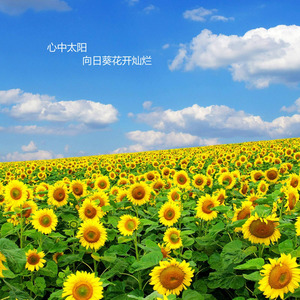 心中的太阳 (伴奏)