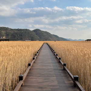 순천만 갈대밭 (Suncheonman Bay reed beds)