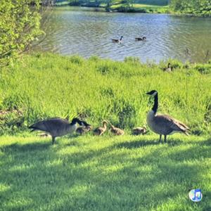duckduckgoose (Prelude) (Explicit)