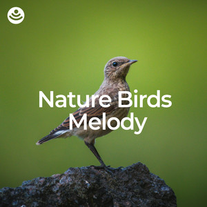 Nature Birds Melody