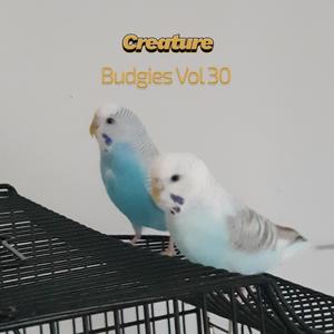 Budgies, Vol. 30