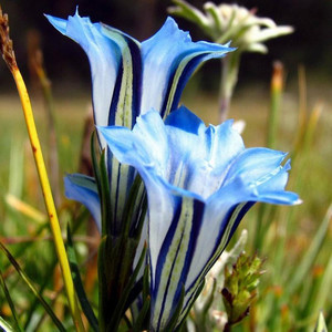 茉莉花(钢琴编曲练习)