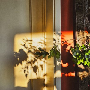 Hoogway - peach tree