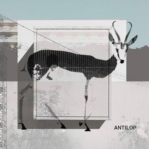 Antilop