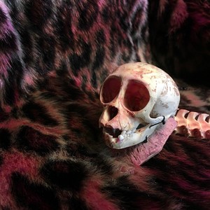 Super Cocks(DB 2018)