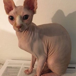 Chosen ¡! (Explicit)