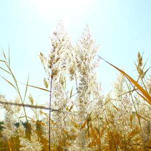 舒伯特小夜曲, Gil-Martin翻唱