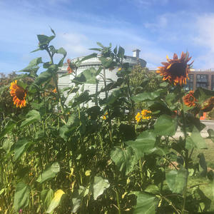 People Who Grow Flowers in the Desert for 4 flutes