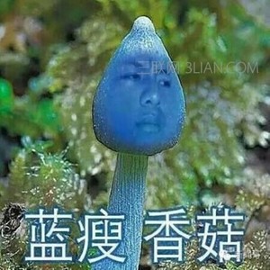 蓝廋香菇