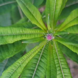 MJ BEATS - Dont you know (Explicit)