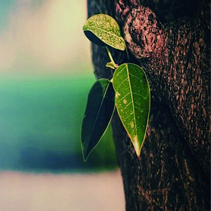 光的方向 (伴奏)