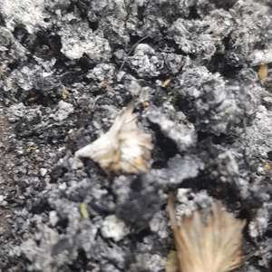 Pile of Ash (Explicit)