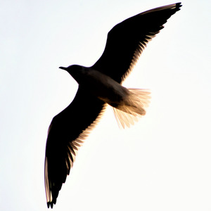 坐在椅子上忆昔