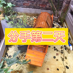 醉倾城 (最爱版)