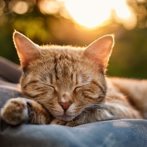 Melodías Pacíficas De Gatos