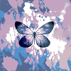 蝴蝶不曾忧伤  2025 ver.