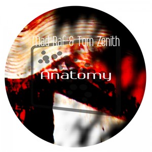 Anatomy (Original Mix)