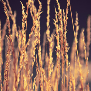 嘉宾 (好听纯音乐)