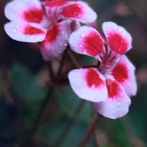 Confesiones en un motel, Pt. 2 (Contando Primaveras) (Explicit)