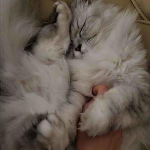 kurushii (feat. Illuminasium & StrawberrySana)