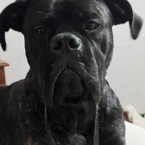 Overseas (feat. Ja-P & King Roshi) (Explicit)