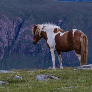 A horse loose in a Labyrinth