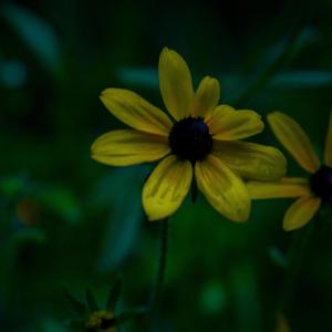 FLOWER(feat. casperrr) (Explicit)