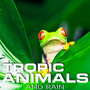 Tropic Animals and Rain