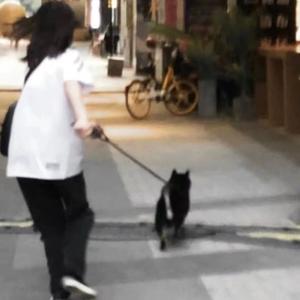 晴天和猫封面