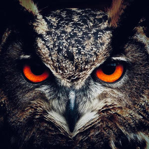 Night Owl (Explicit)