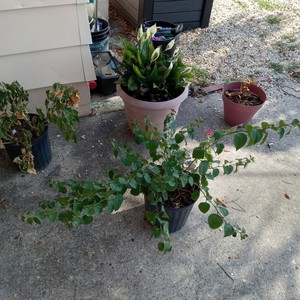 More Money More Music (Explicit)