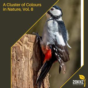 A Cluster of Colours in Nature, Vol. 8