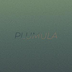 Plumula