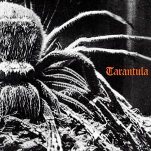 Tarantula