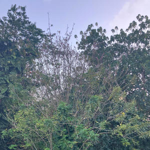 Wow (feat. Lil sega) (Explicit)