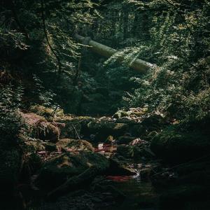 mystical rainforest