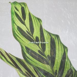 Calathea