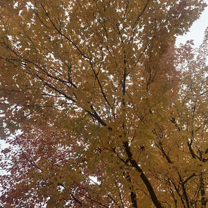 Commissary Interlude (feat. D-Rock The Felon) (Explicit)