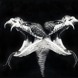 Jauría