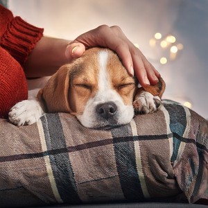 Calma Música para Perros - Calma Abrazada