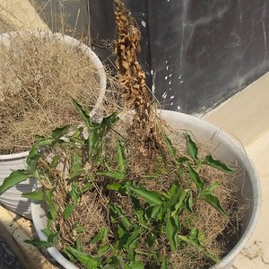 Tak peduli badai datang