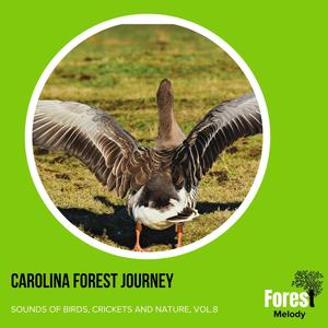 Carolina Forest Journey - Sounds of Birds, Crickets and Nature, Vol.8