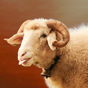 Nessuno Mi Ha Svegliato (Niemert Gweckt)