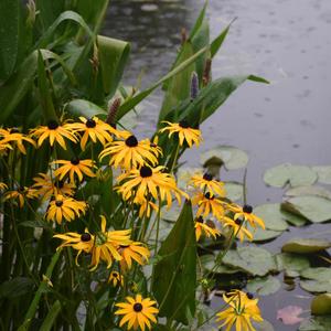 covermeindaises (Explicit)