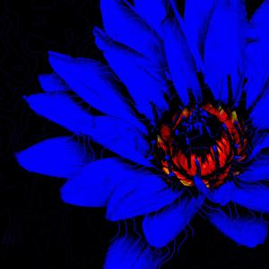 BLUE LOTUS DREAMS